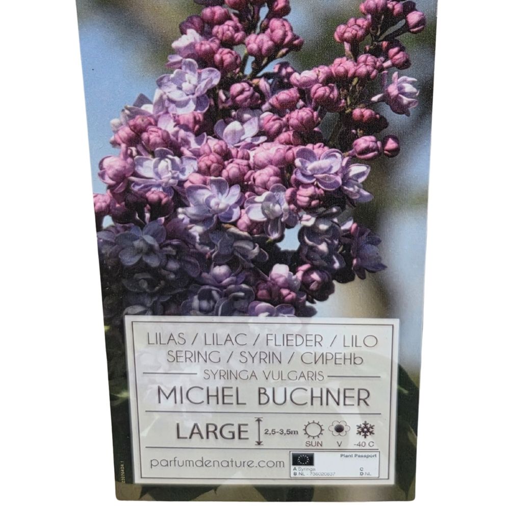 Syringa vulgaris 90cm 'Michel Buchner' 10Ltr Pot
