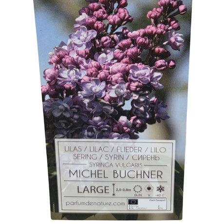 Syringa vulgaris 90cm 'Michel Buchner' 10Ltr Pot