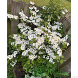 Viburnum 'Plicatum Kilimanjaro' 3Ltr Pot