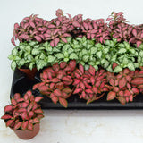 Fittonia Mix 8.5cm Houseplant Pot