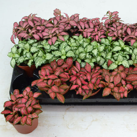 Fittonia Mix 8.5cm Houseplant Pot