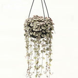 Ceropegia woodii Hanging Pot - 14cm pot
