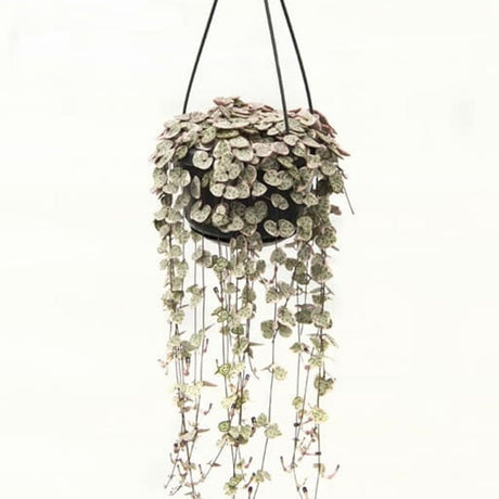 Ceropegia woodii Hanging Pot - 14cm pot