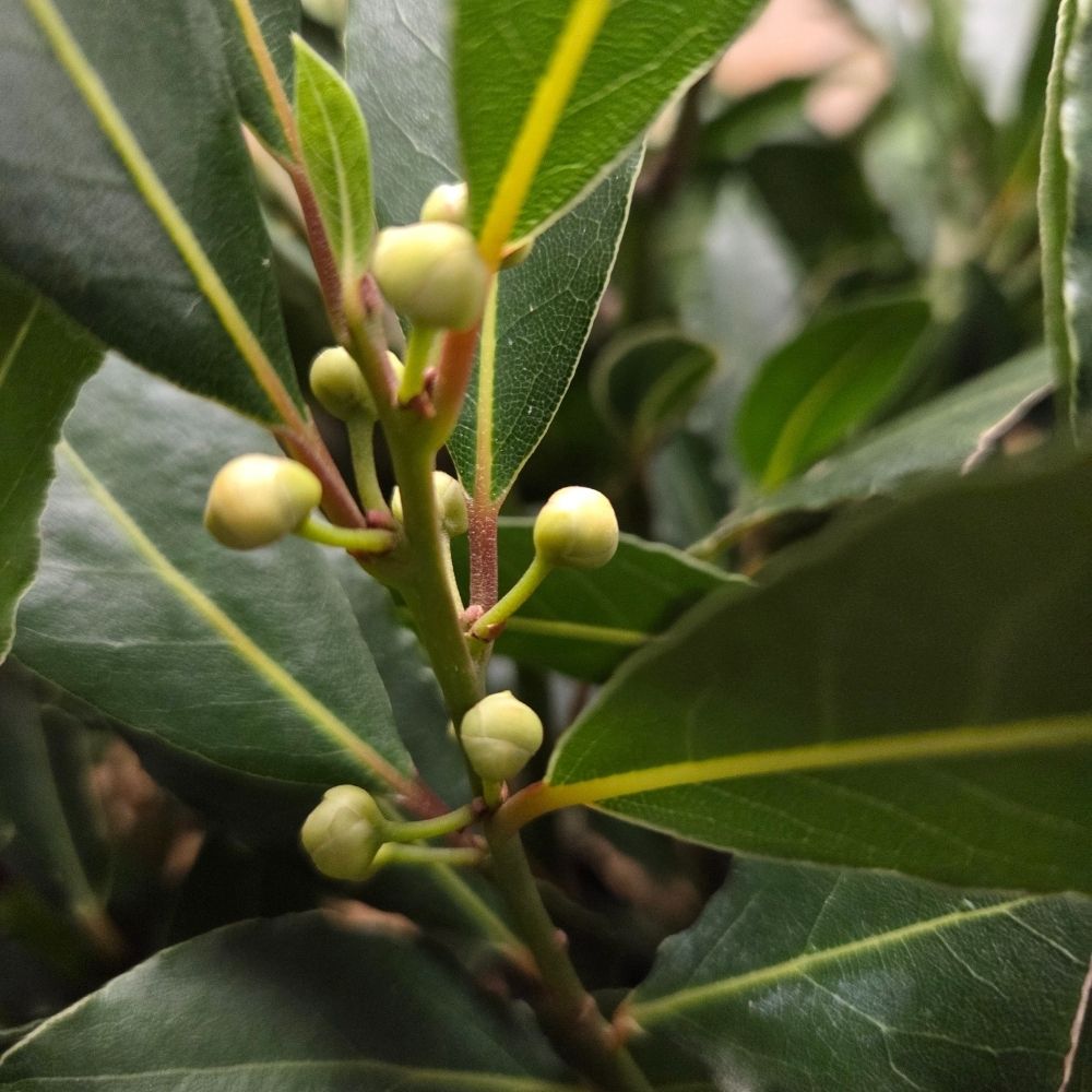 Laurus Nobilis 150cm Laurel Bay 'Round' 10Ltr Pot