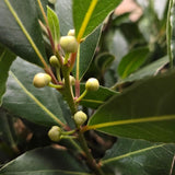 Laurus Nobilis 150cm Laurel Bay 'Round' 10Ltr Pot