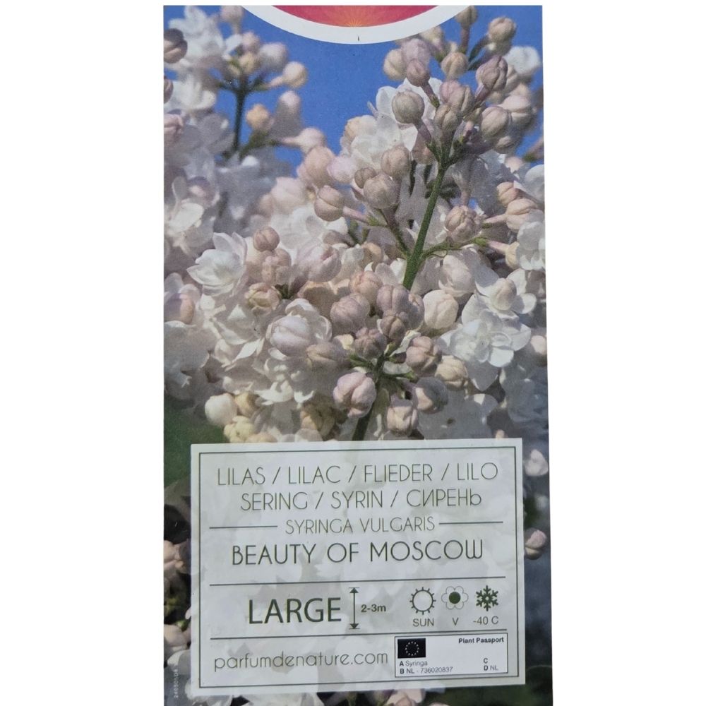 Syringa vulgaris 90cm 'Beauty of Moscow' 10Ltr Pot