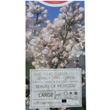 Syringa vulgaris 90cm 'Beauty of Moscow' 10Ltr Pot