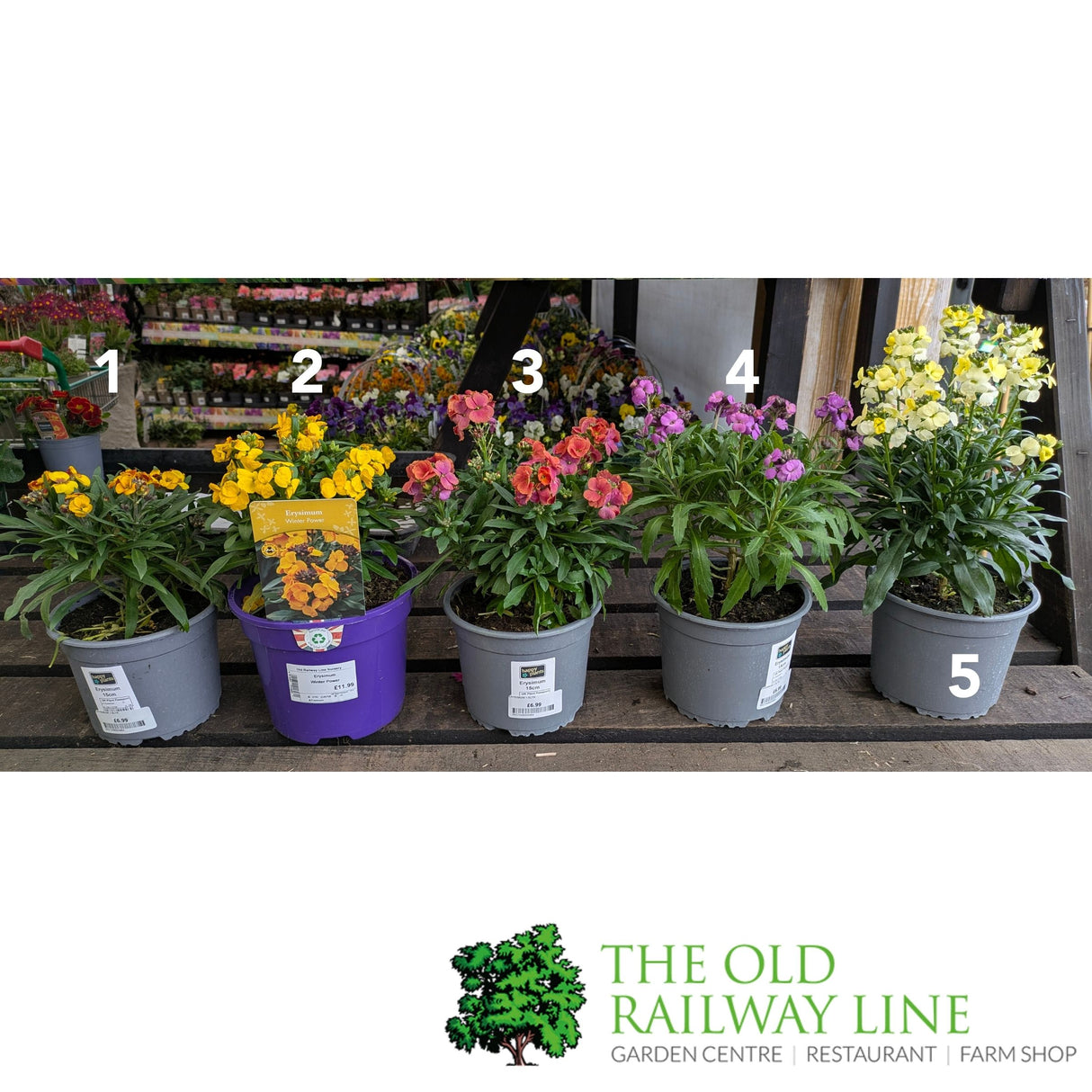 Porters Hoticulture Erysimum Mixed 1.5ltr Pot (Choice of 5)