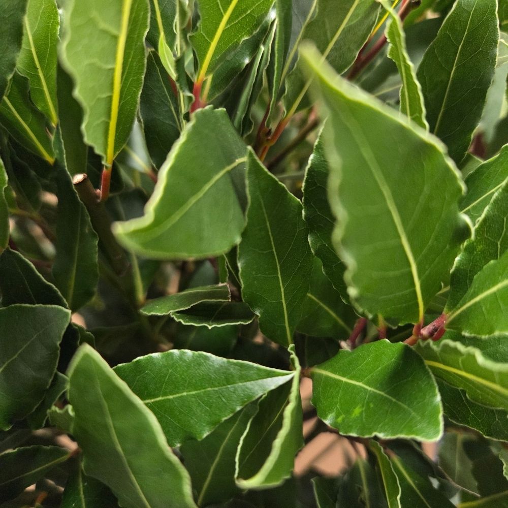 Laurus Nobilis 120cm Laurel Bay 'Round' 10Ltr Pot