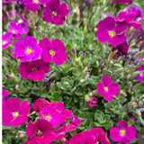 Aubrieta gracilis Kitte 'Just Spring Red' 2Ltr Pot
