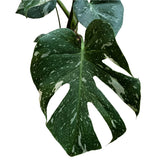Monstera 'Thai Constellation' Houseplant 15cm Pot