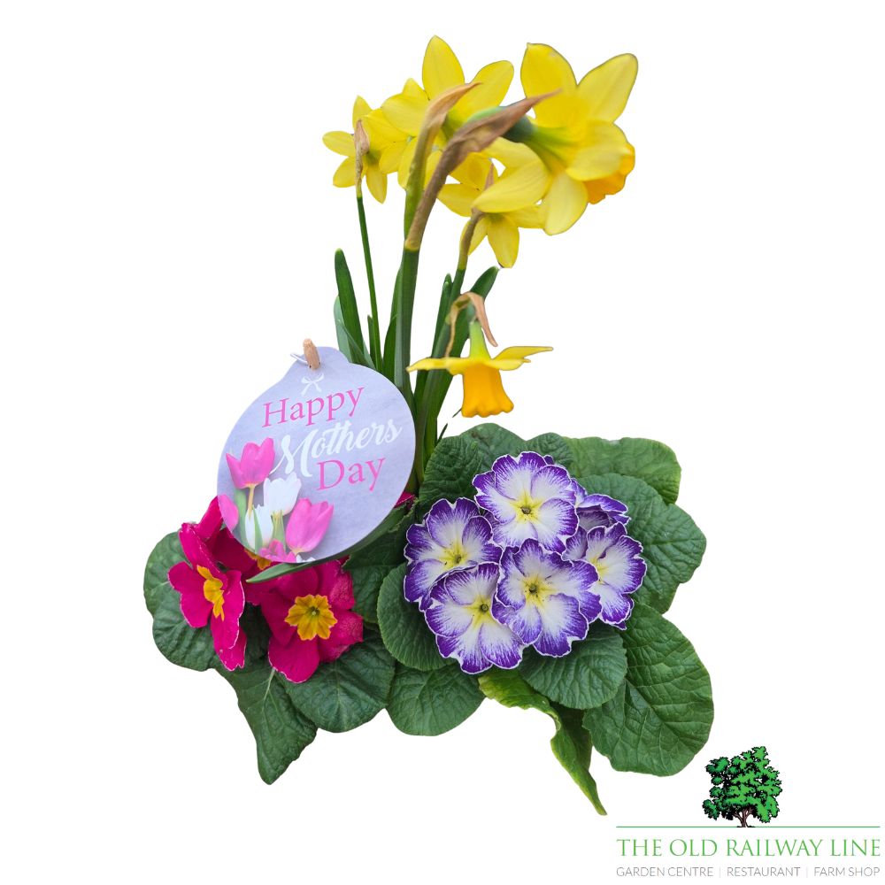 Mother's Day Primrose & Daffodil - Lavender Trough 23cm