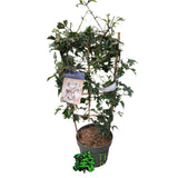 Plantline Clematis 'Avalanche' 2Ltr Pot