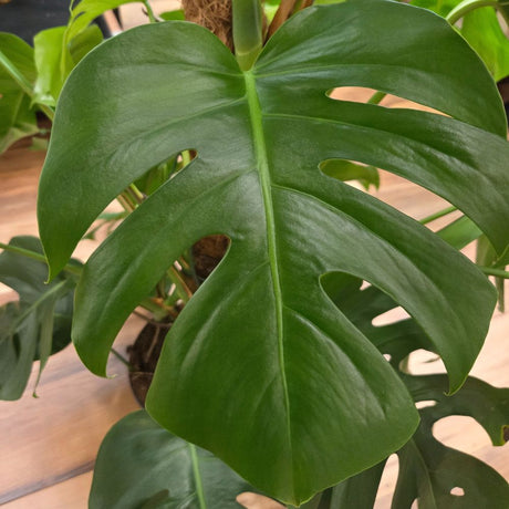 Monstera deliciosa with Mosspole Houseplant - 24cm Pot