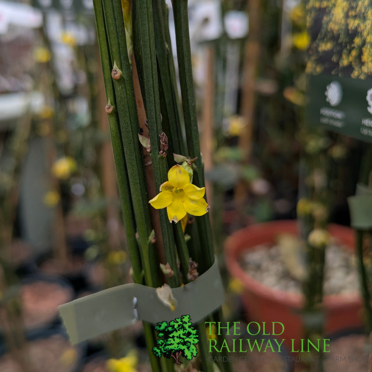 Jasminum Nudiflorum 'Winter Jasmine' Climber 3Ltr Pot