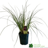 Cortaderia 'Pumila' 5Ltr Pot (NL)