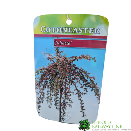 Cotoneaster 'Juliette' 80cm Tall (NL)