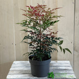 Nandina domestica 'Obsessed' 2Ltr Pot (NL)