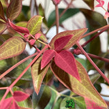 Nandina domestica 'Obsessed' 2Ltr Pot (NL)