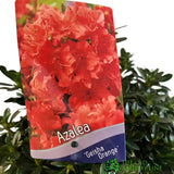 Azalea 'Geisha Orange' Rhododendron Plant 3Ltr Pot (NL)