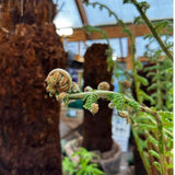 Dicksonia antarctica Soft Tree Fern 2ft Tall