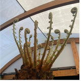 Dicksonia antarctica Soft Tree Fern 2ft Tall