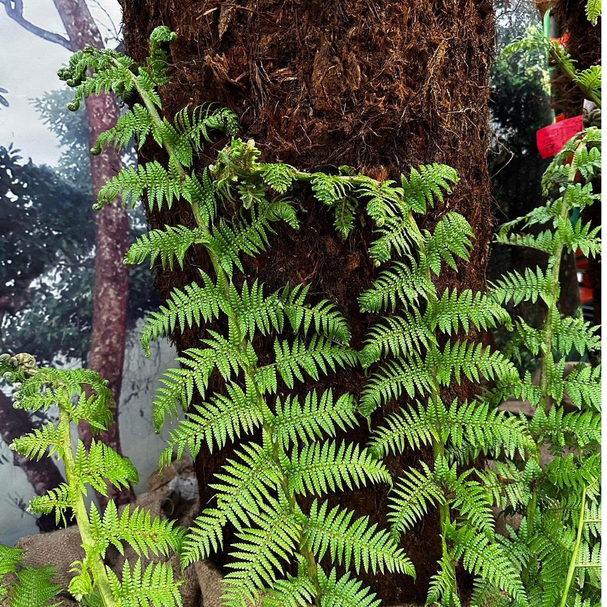 Dicksonia antarctica Soft Tree Fern 2ft Tall
