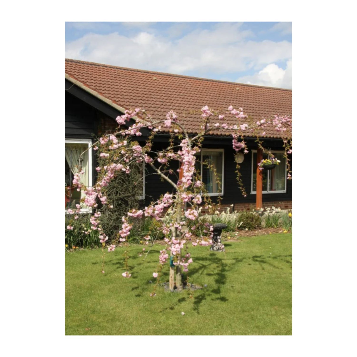 Prunus 'Kiku-Shidare-Zakura' Cherry Blossom Tree 3Ltr Pot