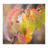 Prunus 'Kiku-Shidare-Zakura' Cherry Blossom Tree 3Ltr Pot