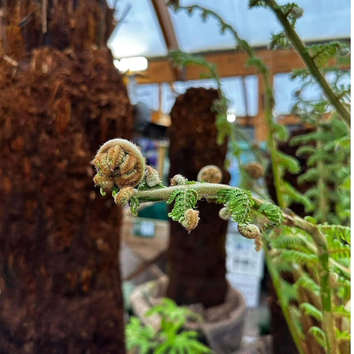 Dicksonia antarctica Soft Tree Fern 4ft Tall