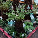 Dicksonia antarctica Soft Tree Fern 2ft Tall