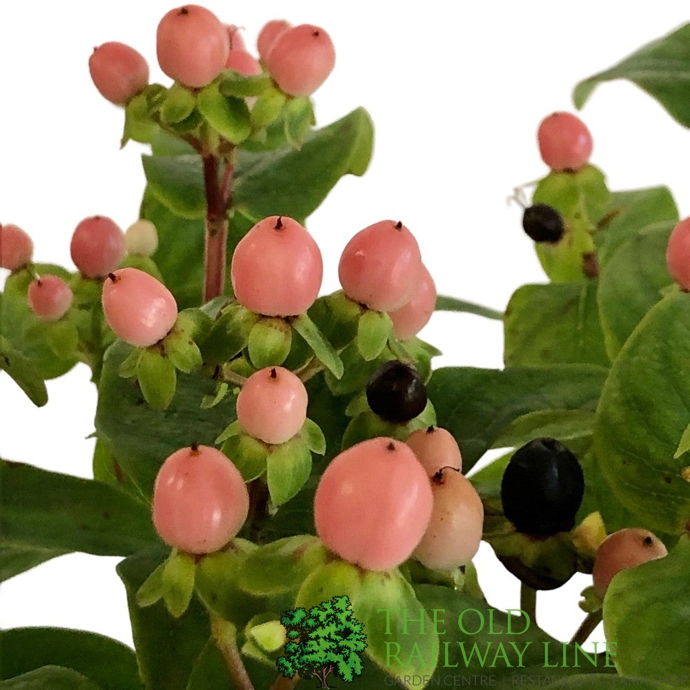 Hypercium Magical Mix 2Ltr Pot (NL)