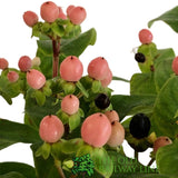 Hypercium Magical Mix 2Ltr Pot (NL)