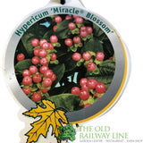 Hypercium Magical Mix 2Ltr Pot (NL)