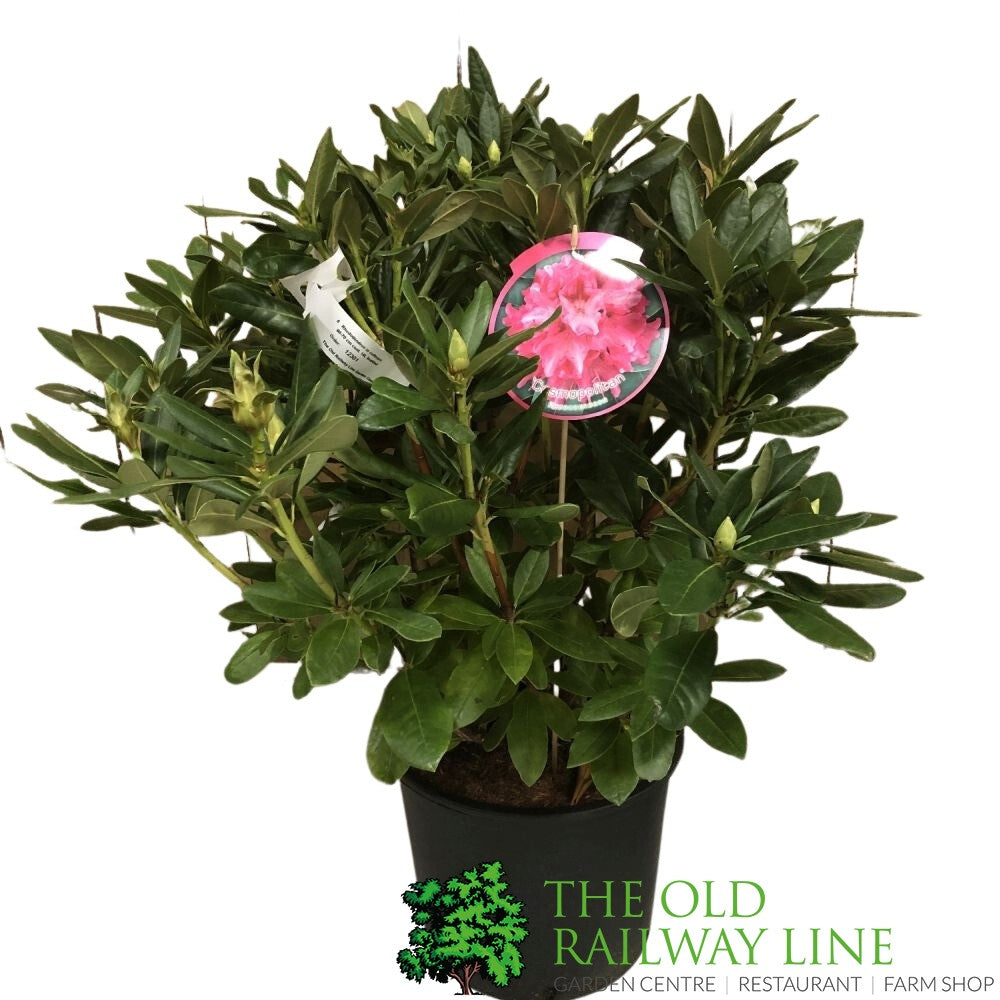 Rhododendron 'Cosmopolitan' Plant 15 Ltr (NL)