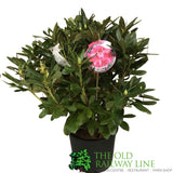 Rhododendron 'Cosmopolitan' Plant 15 Ltr (NL)