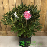 Rhododendron 'Cosmopolitan' Plant 15 Ltr (NL)