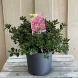 Azalea 'Geisha Purple' Rhododendron Plant 3Ltr Pot (NL)