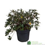 Azalea 'Geisha Purple' Rhododendron Plant 3Ltr Pot (NL)