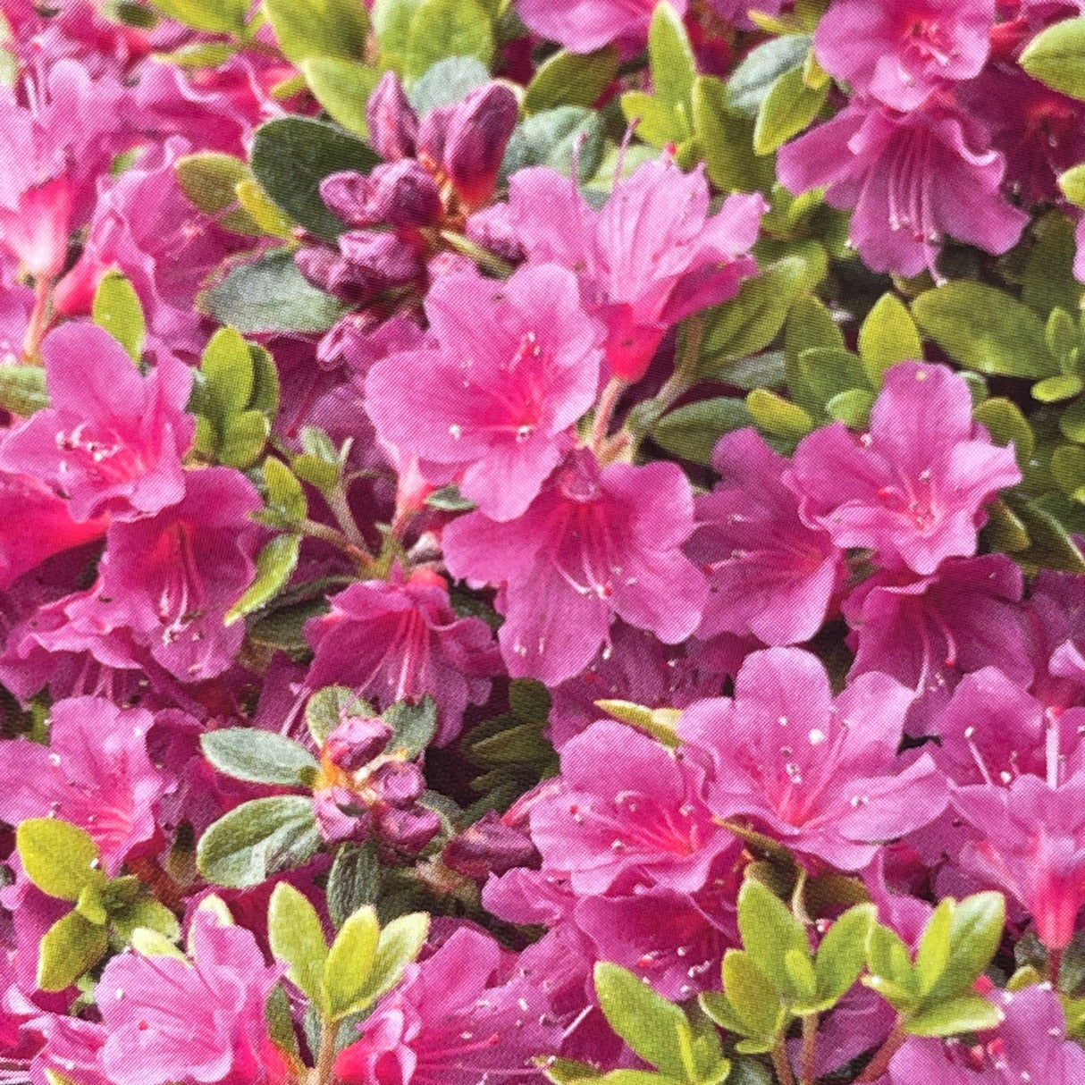 Azalea 'Geisha Purple' Rhododendron Plant 3Ltr Pot (NL)
