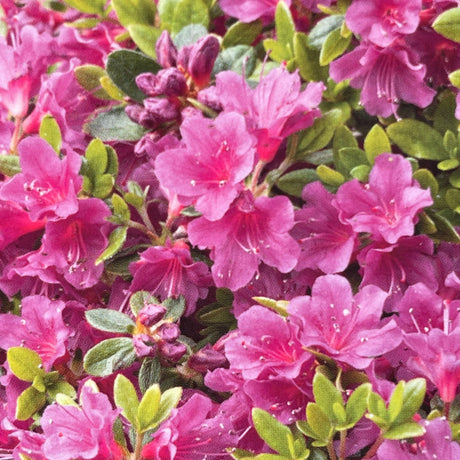 Azalea 'Geisha Purple' Rhododendron Plant 3Ltr Pot (NL)