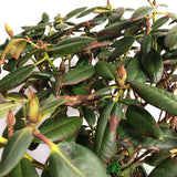 Rhododendron 'Virginia Richards' Plant 15ltr Pot (NL)