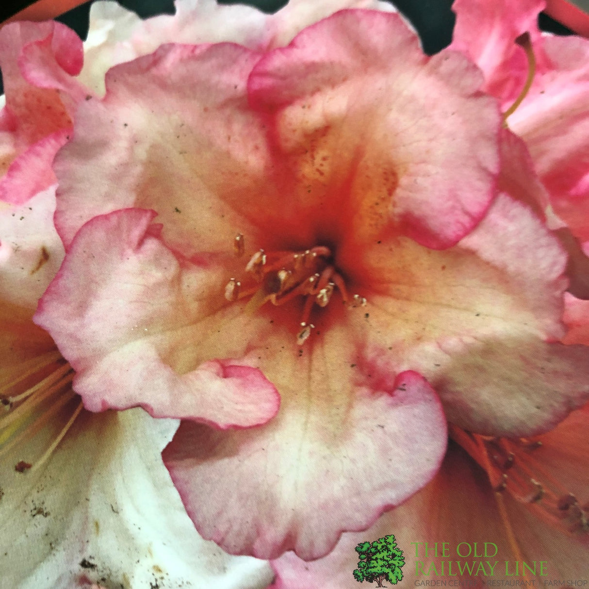 Rhododendron 'Virginia Richards' Plant 15ltr Pot (NL)