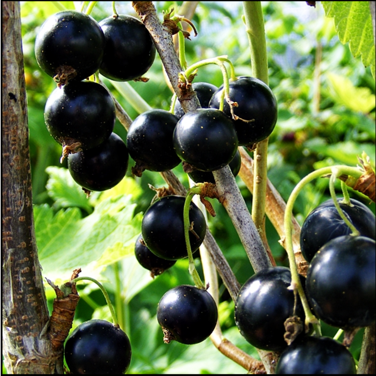 Blackcurrant Titania 2Ltr Pot