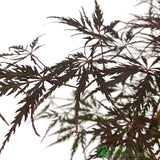 Acer palmatum 'Firecracker' Japanese Maple Tree - 3Ltr Pot