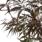 Acer palmatum 'Firecracker' Japanese Maple Tree - 3Ltr Pot