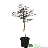 Acer palmatum 'Firecracker' Japanese Maple Tree - 3Ltr Pot
