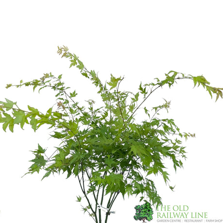 Acer palmatum 'Orange Dream'  Japanese Maple Tree - 10Ltr Pot