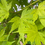 Acer palmatum 'Orange Dream' Japanese Maple Tree - 7.5Ltr Pot