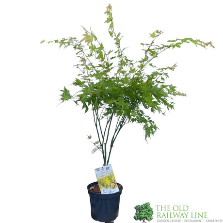 Acer palmatum 'Orange Dream'  Japanese Maple Tree - 10Ltr Pot
